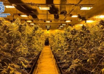 Zbulohet plantacioni i drogës në Spanjë, arrestohen 7 shqiptarë