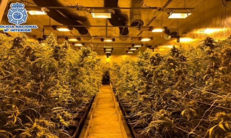 Zbulohet plantacioni i drogës në Spanjë, arrestohen 7 shqiptarë