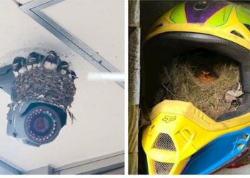 Kur zogjtë ndërtuan fole në vende të pazakonta (FOTO)