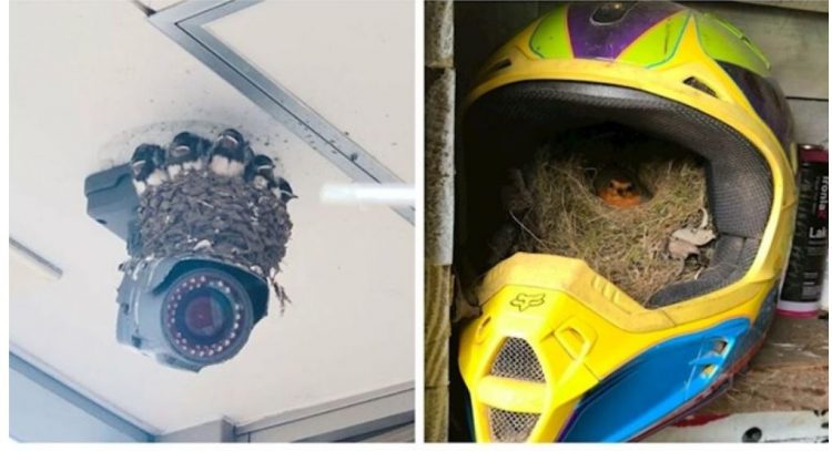 Kur zogjtë ndërtuan fole në vende të pazakonta (FOTO)