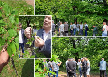 Gështenja e Tropojës në rrezik nga ‘Grerëza e Zezë’