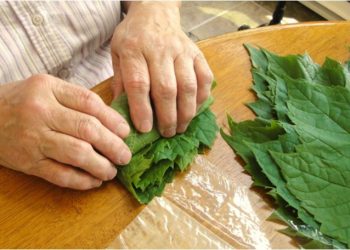 Gjethet e rrushit, si t’i përdorni kundër reumatizmës