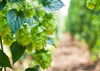 Bima e njohur që parandalon grumbullimin e yndyrës në mëlçi