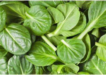 Ja ushqimet më të mira që heqin mërzitjen