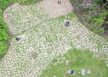 VIDEO/ Operacion anti-kanabis në Shkodër, asgjësohen mbi 1400 fidanë