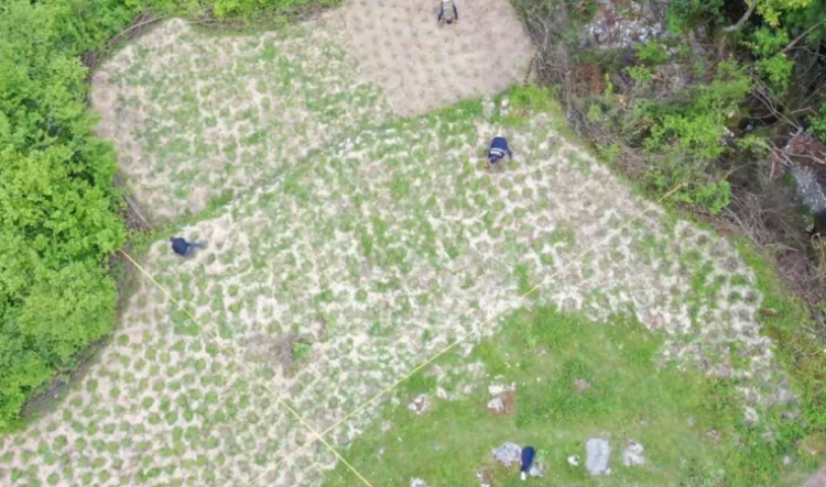 VIDEO/ Operacion anti-kanabis në Shkodër, asgjësohen mbi 1400 fidanë