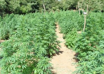 “Alpe të pastra”, mega-operacioni antikanabis në Malësinë e Madhe