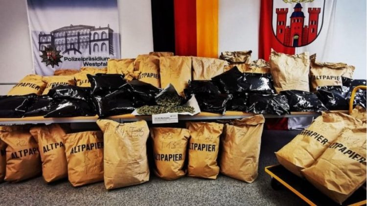 Kultivonin kanabis, goditet banda shqiptare në Gjermani