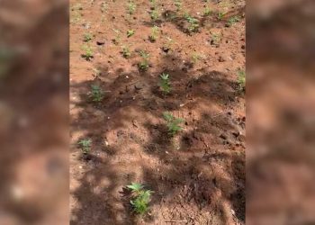 VIDEO/ Sekuestrohen 855 fidanë kanabis në malin e Brretit në Krujë