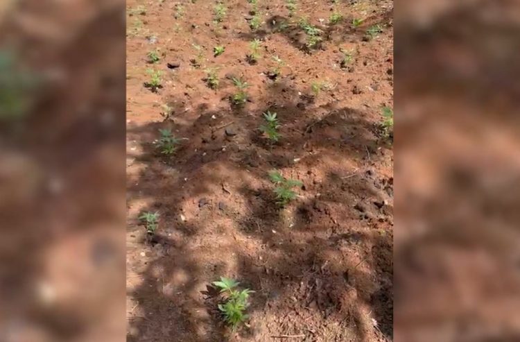 VIDEO/ Sekuestrohen 855 fidanë kanabis në malin e Brretit në Krujë