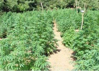 VIDEO/ Kultivoi 27 mijë rrënjë kanabis, arrestohet 55 vjeçari i shpallur në kërkim