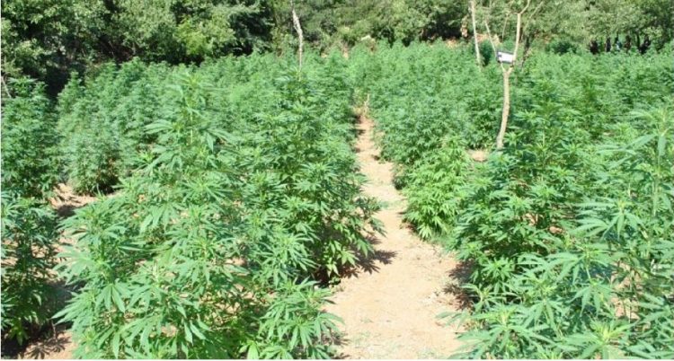 VIDEO/ Kultivoi 27 mijë rrënjë kanabis, arrestohet 55 vjeçari i shpallur në kërkim