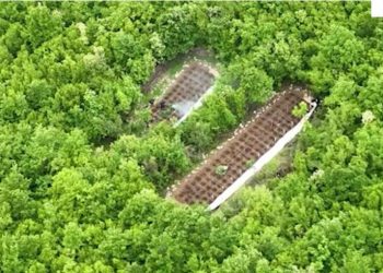 Kanabis në mes të pyllit, procedohet penalisht kryeplaku në Milot