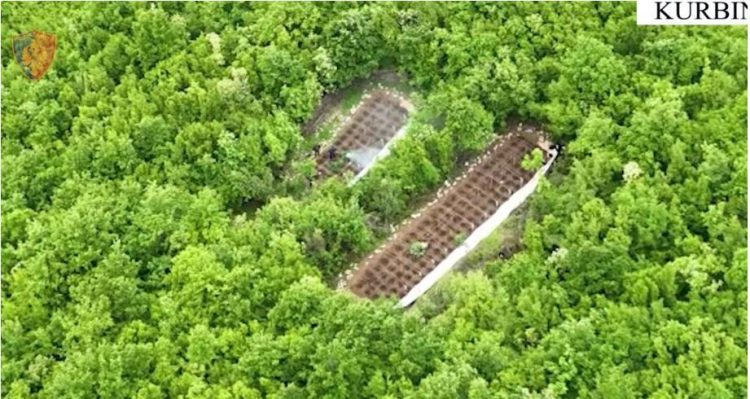 Kanabis në mes të pyllit, procedohet penalisht kryeplaku në Milot