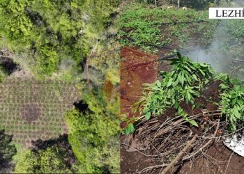 Zbulohet parcela me 270 bimë kanabisi në Lezhë, nuk gjendet autori