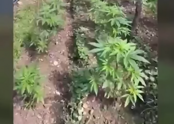 “Si kanë gdhirë bimët sot”? Çfarë zbuluan përgjimet e SPAK për kultivuesit e kanabisit