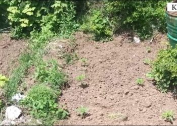Zbulohet një parcelë me 160 rrënjë kanabis në fshatin Sallake të Krujës