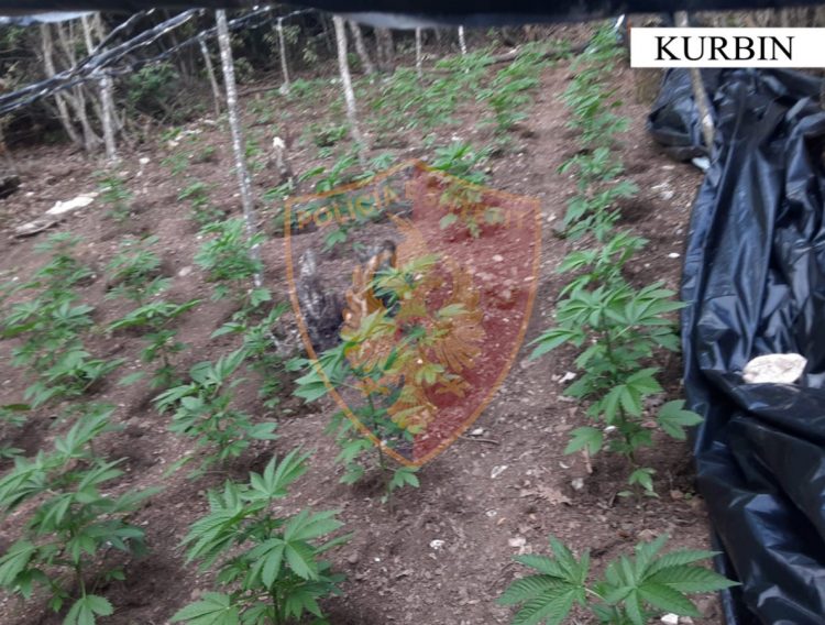 Sera kanabisi në Shkopet, sekuestrohen 280 fidanë kanabis