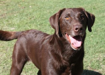 Depresioni pushton ekipin anglez, punësohet… një labrador