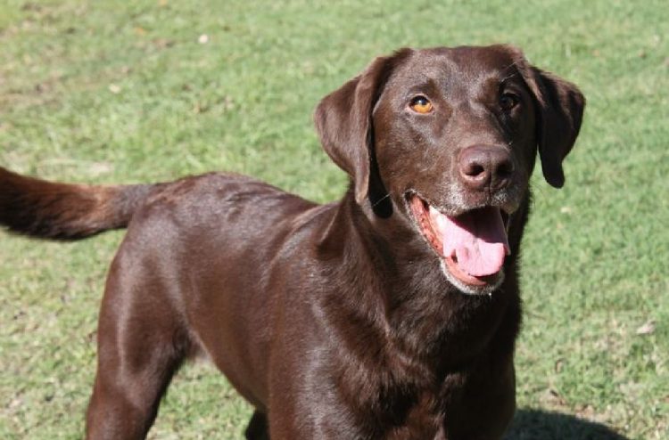 Depresioni pushton ekipin anglez, punësohet… një labrador