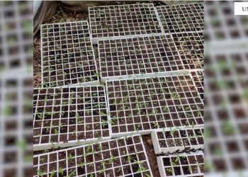 VIDEO/ Operacion anti-drogë në Lezhë, asgjesohen 3000 fidanë kanabis