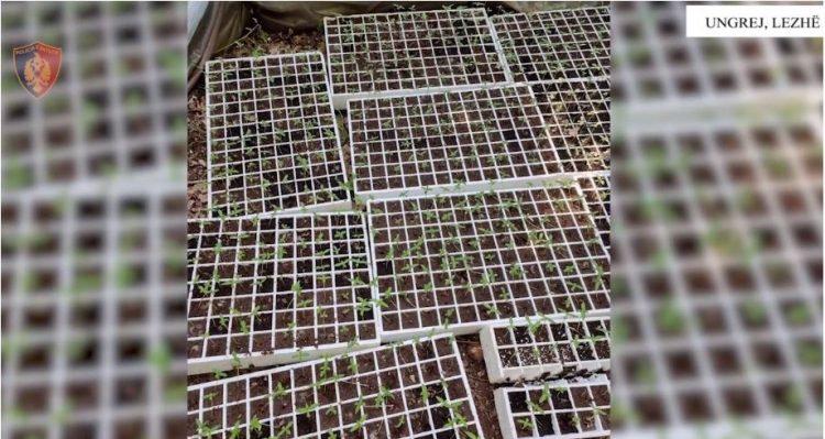VIDEO/ Operacion anti-drogë në Lezhë, asgjesohen 3000 fidanë kanabis