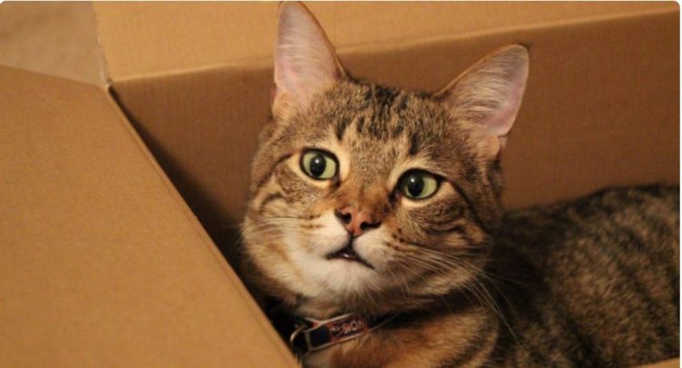 Pse macet tuaja i duan kutitë e kartonit?