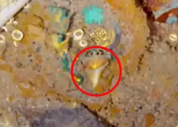 Gjendet gjerdani me dhëmb peshkaqeni Megalodon, në mbetjet e Titanikut