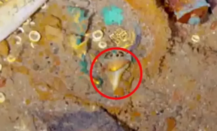 Gjendet gjerdani me dhëmb peshkaqeni Megalodon, në mbetjet e Titanikut