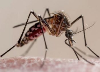 Cila kafshë vret më shumë njerëz çdo vit?