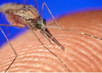 Vera po afron, ja çfarë i tërheq më shumë mushkonjat në erën e trupit të njeriut