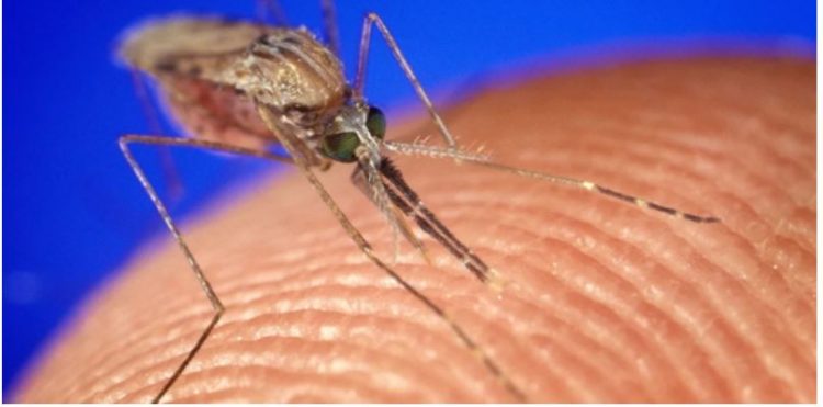 Vera po afron, ja çfarë i tërheq më shumë mushkonjat në erën e trupit të njeriut