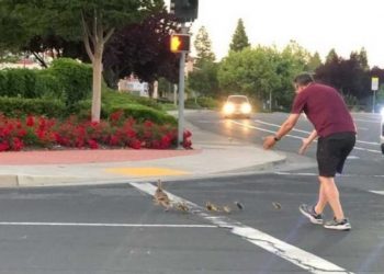 Po ndihmonte rosat të kalonin rrugën, makina përplas për vdekje 41-vjeçarin