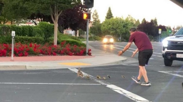 Po ndihmonte rosat të kalonin rrugën, makina përplas për vdekje 41-vjeçarin