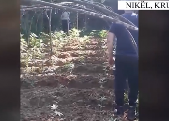 Ndodh në Krujë/ 100 policë në aksion, shkulin 685 fidanë kanabis