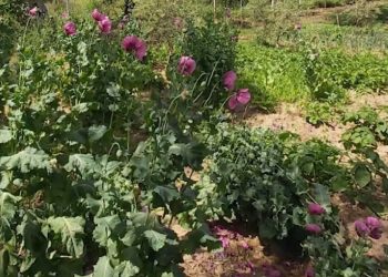 Gjykata e Vlorës liron mësuesin që përdorte opiumin për gatim