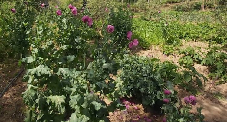 Gjykata e Vlorës liron mësuesin që përdorte opiumin për gatim