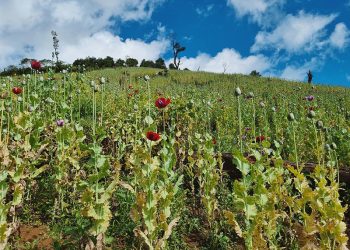 Fusha opiumi në Vlorë, arrestohet një 54-vjeçar