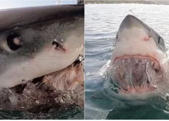 Peshkaqeni tmerron turistët britanikë, nxjerr dhëmbët (VIDEO)