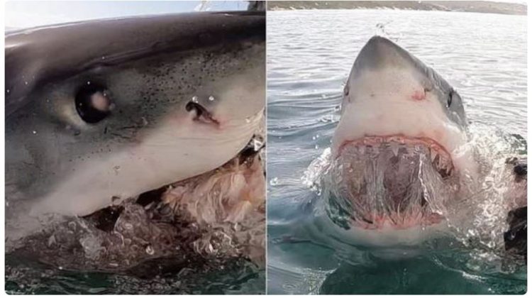 Peshkaqeni tmerron turistët britanikë, nxjerr dhëmbët (VIDEO)