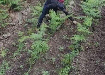 3 operacione në Krujë, Lezhë dhe Shkodër, asgjësohen 6.262 fidanë kanabis