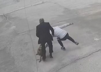 Qeni kafshon biznesmenin në Sarandë (VIDEO)