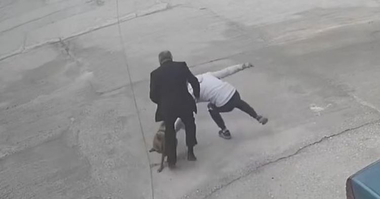 Qeni kafshon biznesmenin në Sarandë (VIDEO)