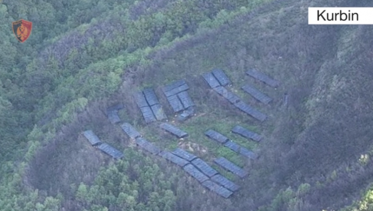 Zbulohen 31 sera me kanabis, arrestohet një person/ Detajet nga operacioni