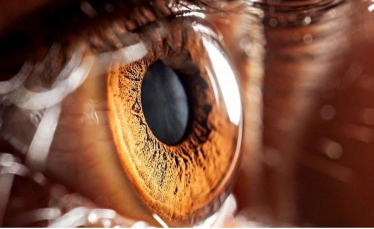 Pse njerëzit me sy kafe të bëjnë për vete