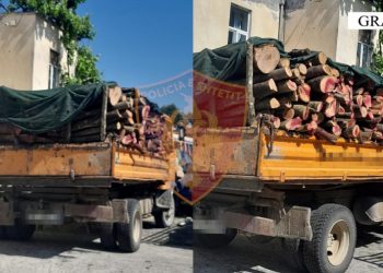 Policia ‘godet’ ashpër krimin, kap 63 vjeçarin me dru të prera