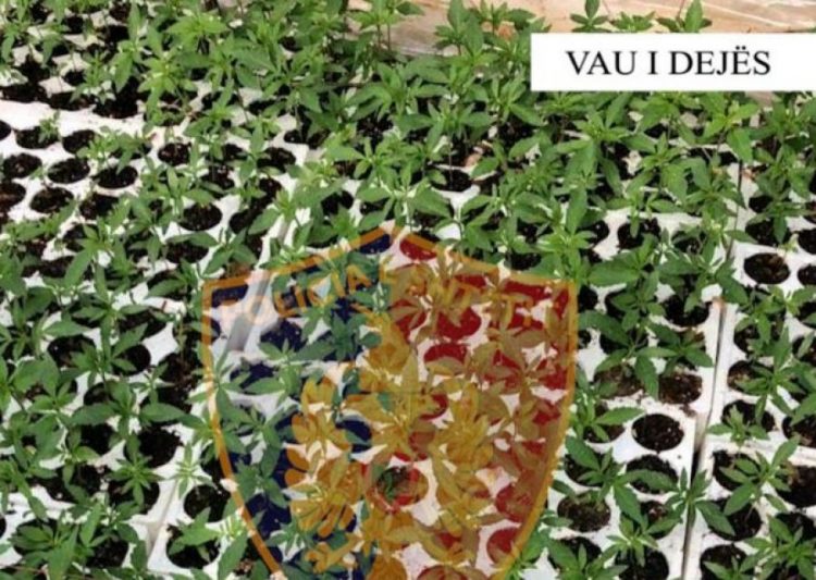 Zbulohet parcela me kanabis në Vaun e Dejës, në kërkim autori