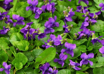 Vjollca, lulja bujare me vlera e Shqipërisë