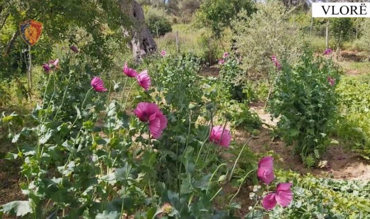 Mësuesi vlonjat u arrestua për kultivim opiumi, familjarët: Është bimë e egër, e kemi bërë edhe byrek