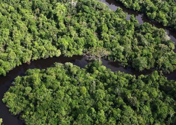 U rrëzua avioni, gjenden pas dy javësh 4 fëmijë në xhungël